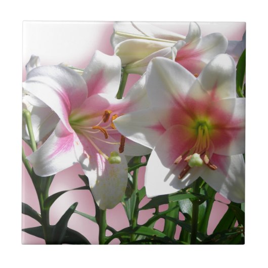 花の花春ガーデンラブシャワーパーティー タイル (正面)