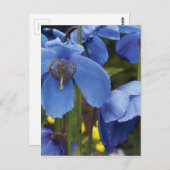 花の花花びら園つる植物 ポストカード (正面/裏面)