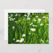 花の草原 インビテーションポストカード (正面/裏面)