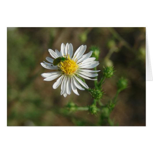 花の虫 (正面横)