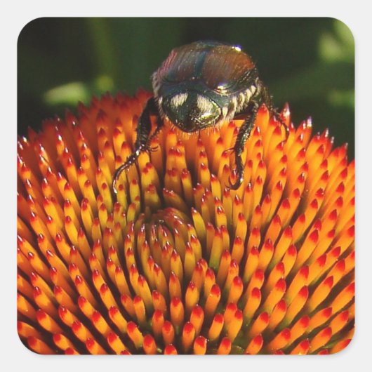 花の虫 スクエアシール (正面)