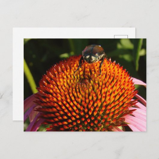 花の虫 ポストカード (正面/裏面)