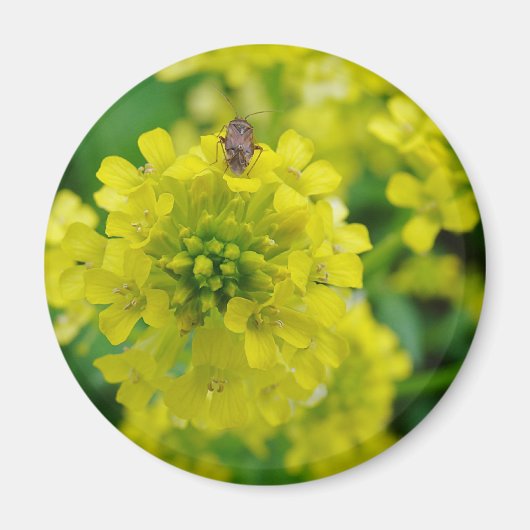 花の虫 マグネット (正面)