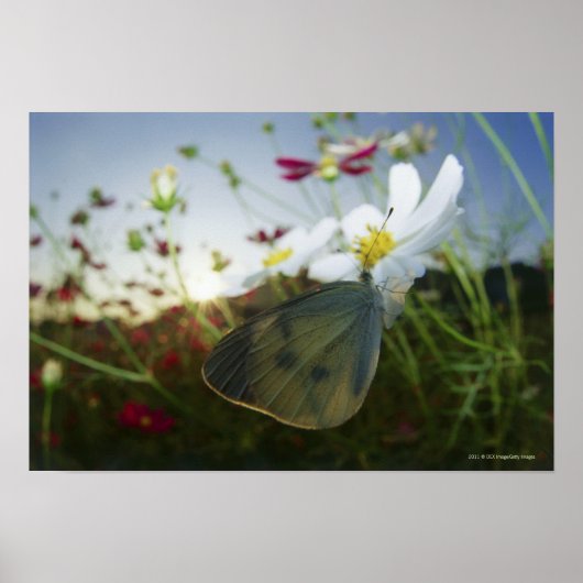 花の蝶のクローズアップ ポスター (正面)