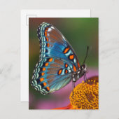 花の蝶の輪郭 ポストカード (正面/裏面)