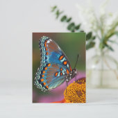 花の蝶の輪郭 ポストカード (スタンド正面)