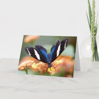 花の蝶 カード