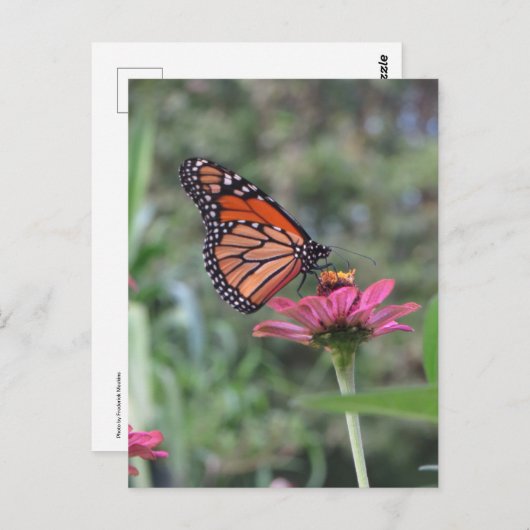 花の蝶 ポストカード (正面/裏面)