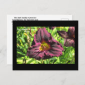 花の言語ダークデーリリー葉書 ポストカード (正面/裏面)