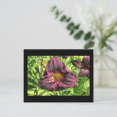 花の言語ダークデーリリー葉書 ポストカード (スタンド正面)