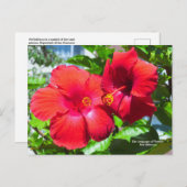 花の言語ハイビスカス ポストカード (正面/裏面)