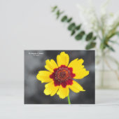 花の言語：コレオプシス ポストカード (スタンド正面)