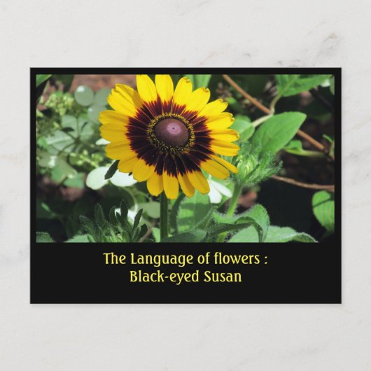 花の言語: Black-eye susan ポストカード (正面)