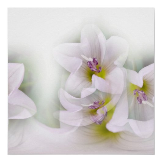 花の踊り ポスター (正面)