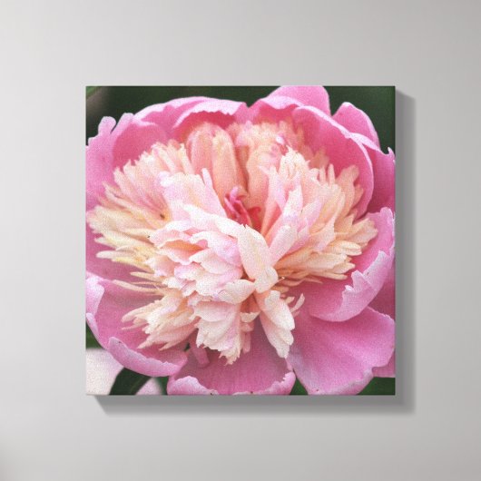 花の近い上りの-開花で-ピンク キャンバスプリント (正面)