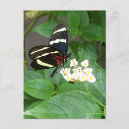 花の郵便はがきの蝶 ポストカード