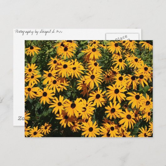 花の野 ポストカード (正面/裏面)