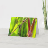 花の頭の上でバランスの取れたダンセルフライ カード (正面)