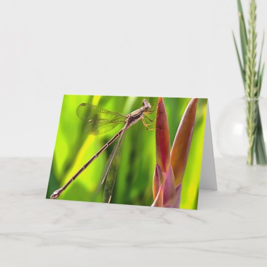 花の頭の上でバランスの取れたダンセルフライ カード (正面)