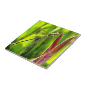 花の頭の上でバランスの取れたダンセルフライ タイル (側面)