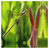 花の頭の上でバランスの取れたダンセルフライ ファブリック (クローズアップ)