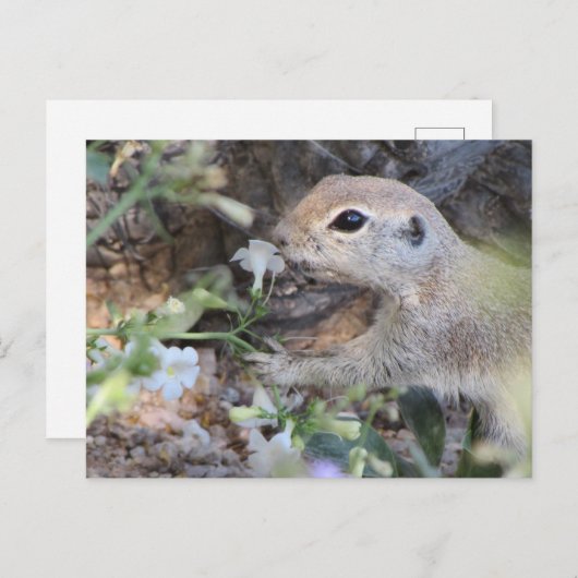 花の香りをかぐ尾のりす ポストカード (正面/裏面)