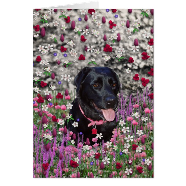 花のAbby -黒い実験室犬 (正面)