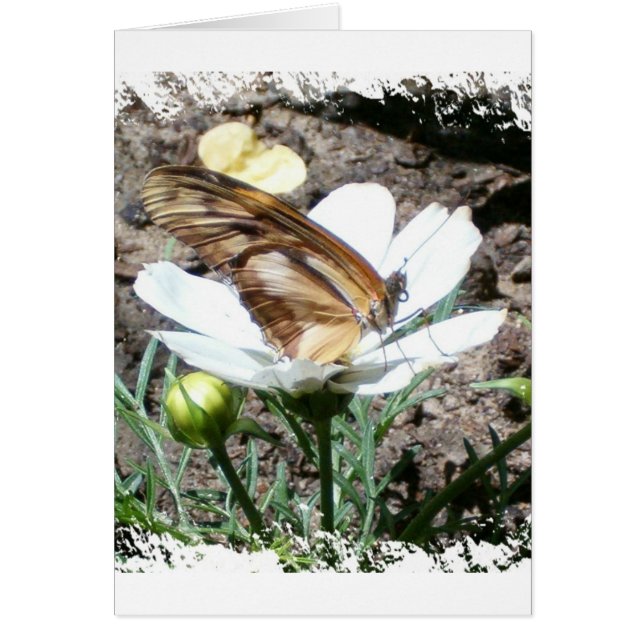 花のButterly (正面)