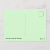 花はがきに描く蝶 ポストカード (裏面)