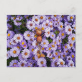 花はがき内のacorn小妖精や小人 ポストカード (正面)