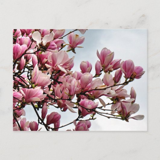 花はがき79 ポストカード (正面)