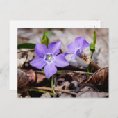 花はがき ポストカード (正面/裏面)