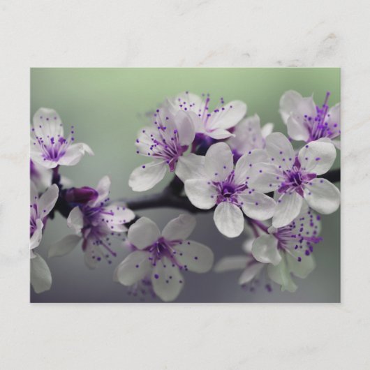 花はがき ポストカード (正面)