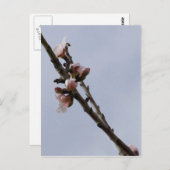 花はがき ポストカード (正面/裏面)