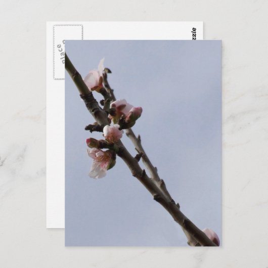 花はがき ポストカード (正面/裏面)