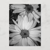 花はがき ポストカード (正面)