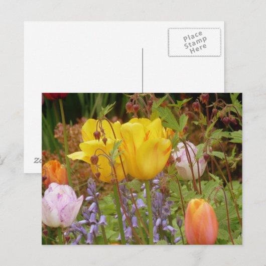 花はがき ポストカード (正面/裏面)