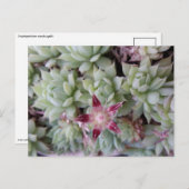 花はがき ポストカード (正面/裏面)