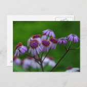 花はがき ポストカード (正面/裏面)