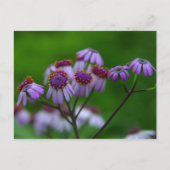 花はがき ポストカード (正面)