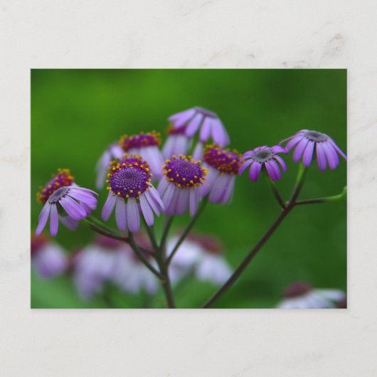 花はがき ポストカード (正面)