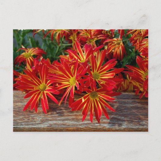 花はがき ポストカード (正面)