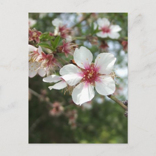 花はがき ポストカード (正面)