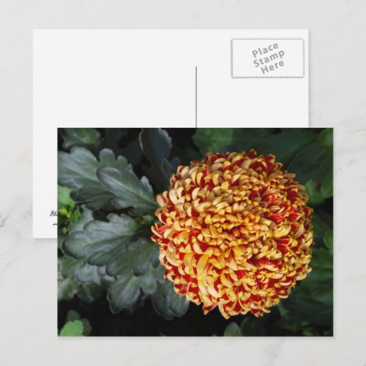 花はがき ポストカード (正面/裏面)