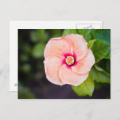 花はがき ポストカード (正面/裏面)