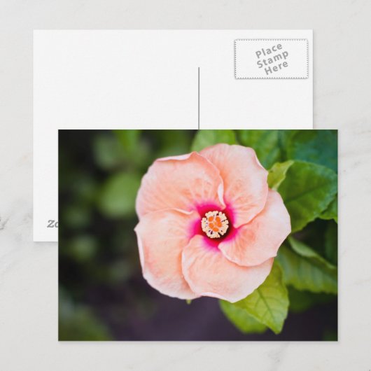 花はがき ポストカード (正面/裏面)