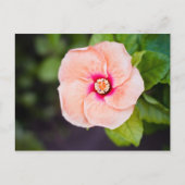 花はがき ポストカード (正面)