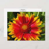 花はがき（毛布） ポストカード (正面/裏面)