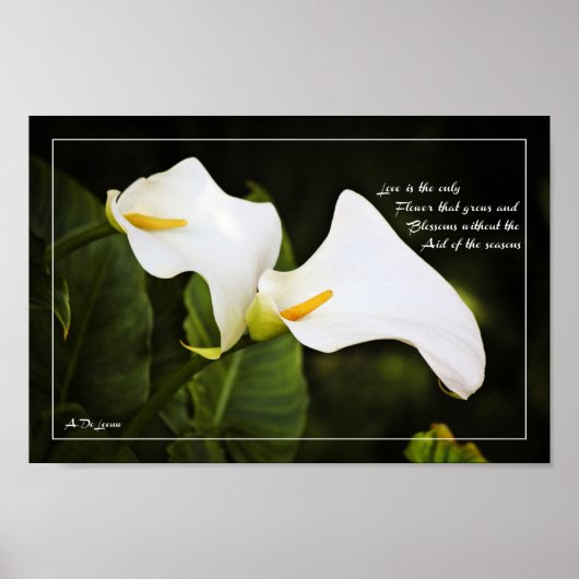 花は恋のみ ポスター (正面)