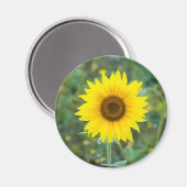 花ひまわり野花 マグネット (正面/裏面)